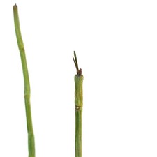 Ceropegia dichotoma OLD SPECIMEN - Ceropegia des Canaries | Ceropegia à deux fou