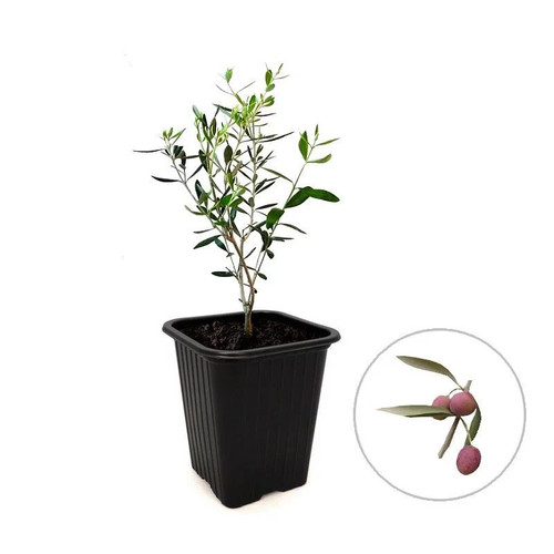 Olea europaea aglandaou - 'aglandaou',