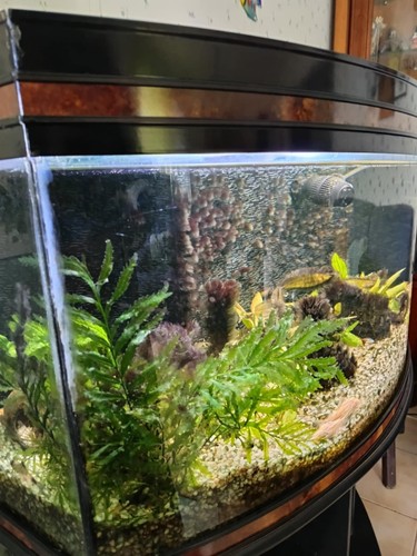 Aquarium 130l eau avec - en,