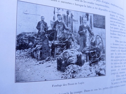 Fourrure peau tannerie traité - fourrure,