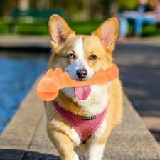 Accessoires Pour Chien Jouet