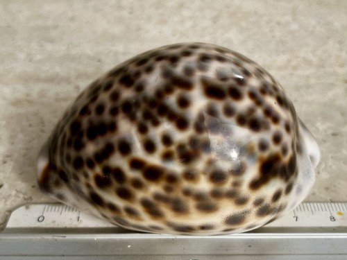 Gros cypraea tigris - gros,