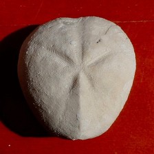 OURSIN FOSSILE CRÉTACÉ DE LA