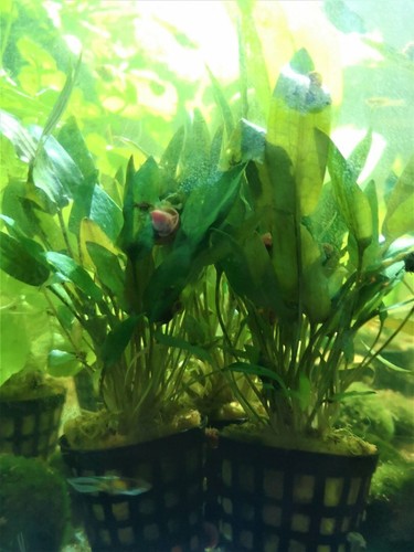Cryptocoryne wendtii brune - cryptocoryne,