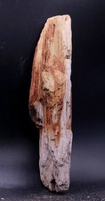 Bois Fossilisé Beau specimen France Oise  22 cm 491 gr Vallée Aisne