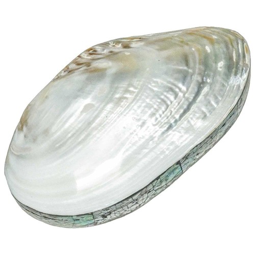 Coffret avec coquillage - , moule