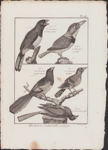 1790 buffon bonnaterre - buffon,