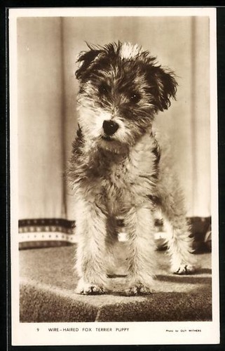 Wire haired fox - wire-haired,