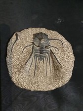 Otarion- Rare Fossile