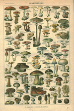 Document ancien champignons