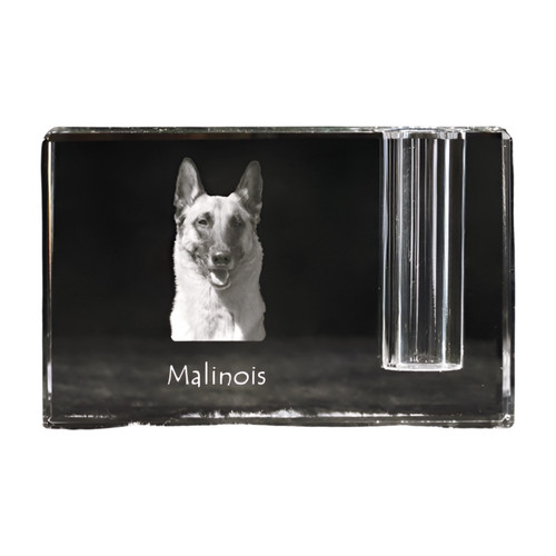 Malinois belge chien - malinois,