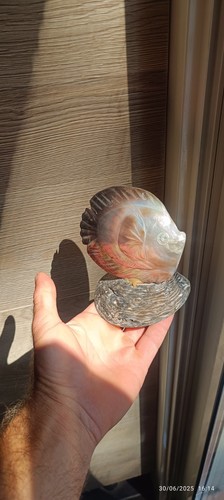 Coquillage nacre poisson - coquillage,