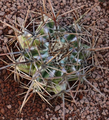 Echinocactus ingens cc7 - echinocactus,