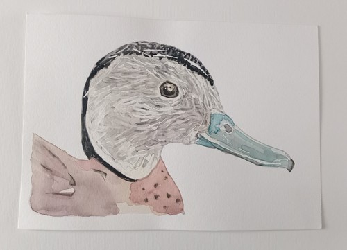 Canard sarcelle annelée