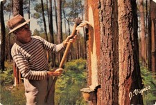 VISAGES DES LANDES - Gemmeur au travail du "Hapchot"