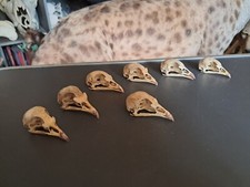 Crâne de perdrix #L3K60