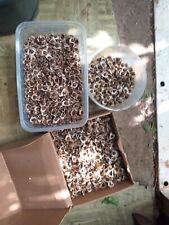 100 graines de moringa