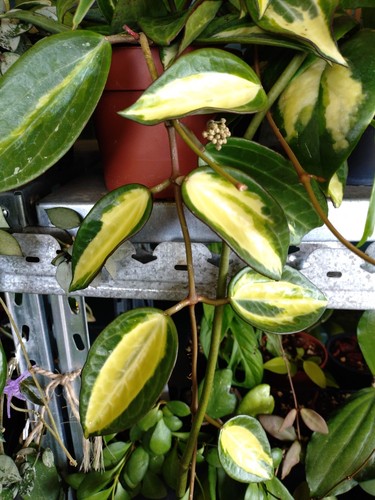 Hoya pot gold - hoya,