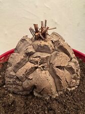 dioscorea elephantipes 18 cm