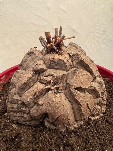 Dioscorea elephantipes cm - elephantipes, 18