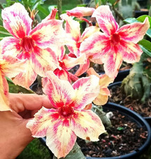 10 graines rares d'Adenium Obesum "STAR FISH" - Rose du désert - Faux Baobab