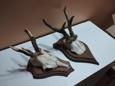2 TROPHEE CHEVREUIL BROCARD PARTICULIER CHASSE