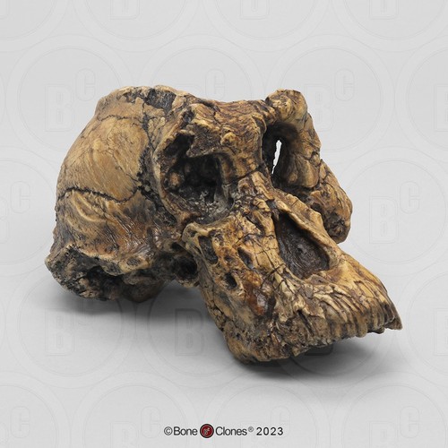 Fossil replica bone clones - fossil,
