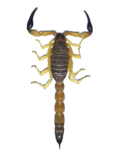 Rare buthidae androtonus - buthidae,
