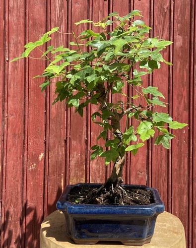 Bonsaï acer buergerianum - acer,