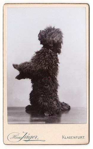 Chien caniche tenant debout - caniche,