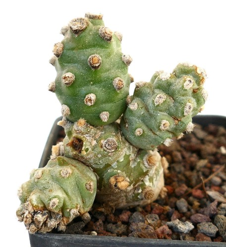 Tephrocactus molinensis three - molinensis,