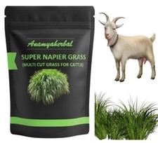 Seebs d'herbe Super Napier