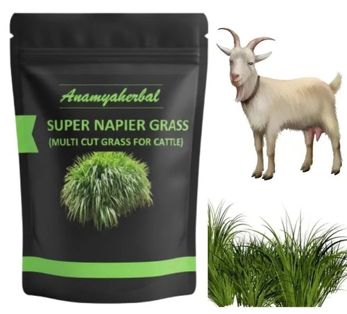 Seebs herbe super - d'herbe, napier