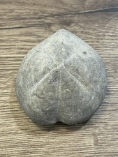 oursin fossile France