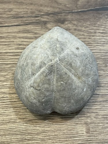 Oursin fossile france - oursin,