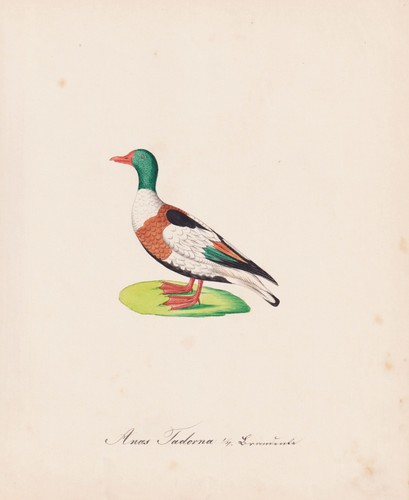 Brandgans shelduck canard - brandgans,