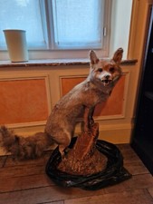 Taxidermie renard naturalisé empaillé sur socle en bois deco decoration chasse