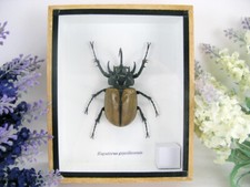 Eupatorus gracilicornis -