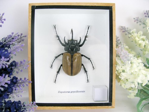 Eupatorus gracilicornis - ,
