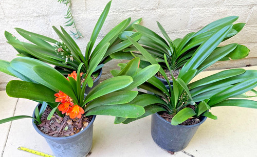 Large mature clivia - 1,