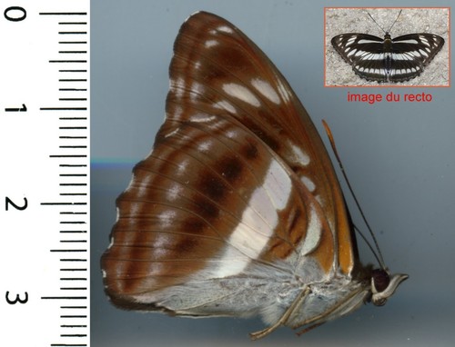 Nymphalidae athyma jina - athyma,