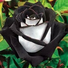 20 graines de Rosier rose NOIR