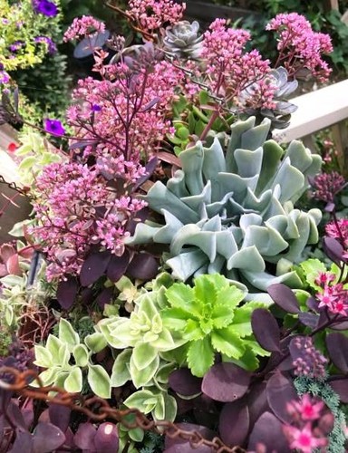 Assortiment sedums - assortiment,