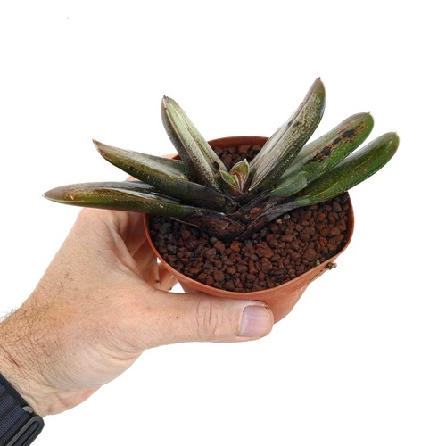 Gasteria spp hybrid - gasteria,
