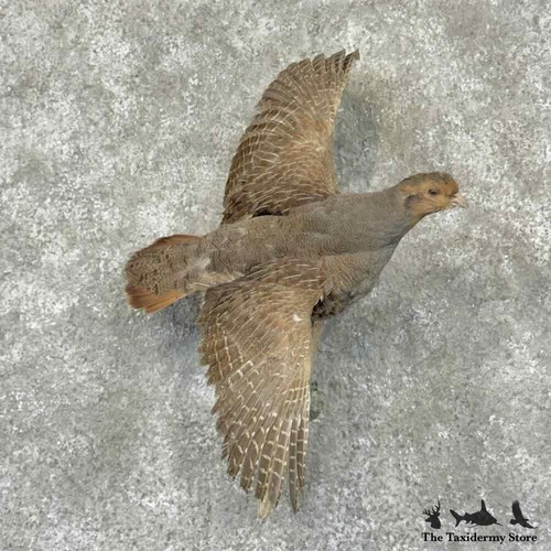 31953 hungarian grey - p, |