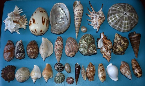 Coquillages collection de 32 - de,