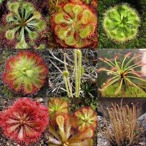 Drosera mélange 20 - drosera,