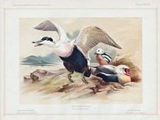 Eiderente Eider Ente Canard