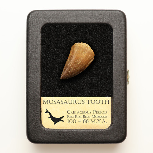 Mosasaur tooth with - mosasaur,