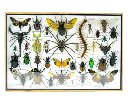 Insectes exotiques réel - insectes,